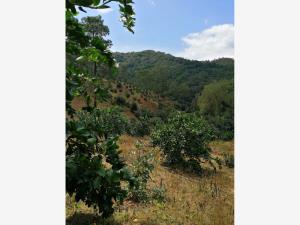 Terreno en venta en Tamazula de Gordiano Centro, Tamazula de Gordiano — foto 2 de 14