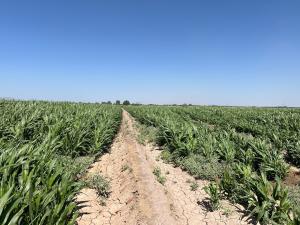 Terreno en venta en Ejido Ana, Torreón — foto 2 de 9