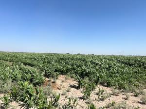 Terreno en venta en Ejido Ana, Torreón — foto 3 de 9