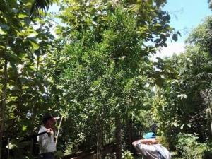 Finca-Rancho en venta en Carlos Rovirosa (Tulipán), Cunduacán — foto 3 de 8