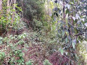 Terreno en venta en La Cañada, Tetela de Ocampo — foto 2 de 10