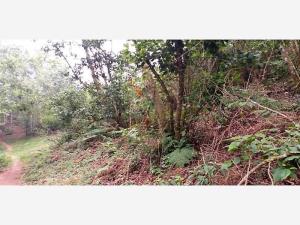 Terreno en venta en La Cañada, Tetela de Ocampo — foto 3 de 10