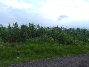 Terreno en venta en San Miguel Totocuitlapilco, Metepec — foto 3 de 4