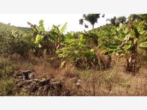 Terreno en venta en Rancho Playa, Papantla — foto 3 de 13