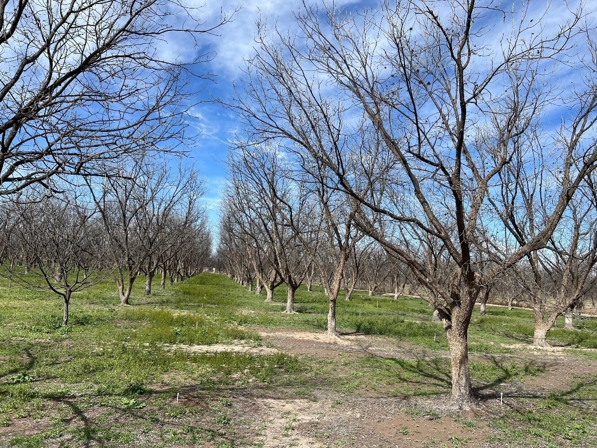 Finca-Rancho en venta en José Mariano Jiménez Centro, Jiménez — foto 1 de 11