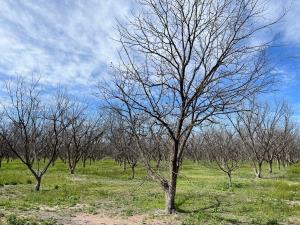 Finca-Rancho en venta en José Mariano Jiménez Centro, Jiménez — foto 2 de 11