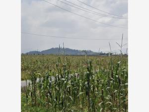 Terreno en venta en San Miguel Totocuitlapilco, Metepec — foto 3 de 3