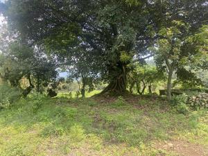 Terreno en venta en San Sebastián, Malinalco — foto 3 de 6
