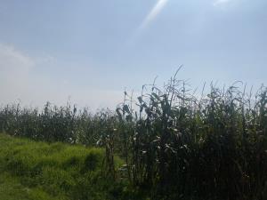 Terreno en venta en San Miguel Totocuitlapilco, Metepec — foto 2 de 4