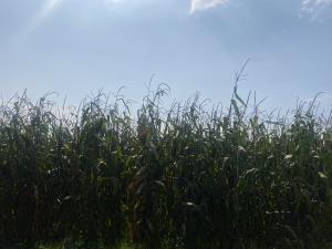 Terreno en venta en San Miguel Totocuitlapilco, Metepec — foto 3 de 4