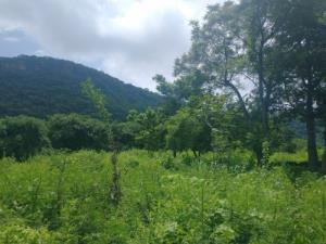 Terreno en venta en San Andrés de la Cal, Tepoztlán — foto 2 de 5