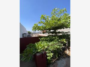 Casa en venta en Oaxaca Centro, Oaxaca de Juárez — foto 2 de 23