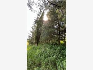 Terreno en venta en Tapalpa, Tapalpa — foto 3 de 5