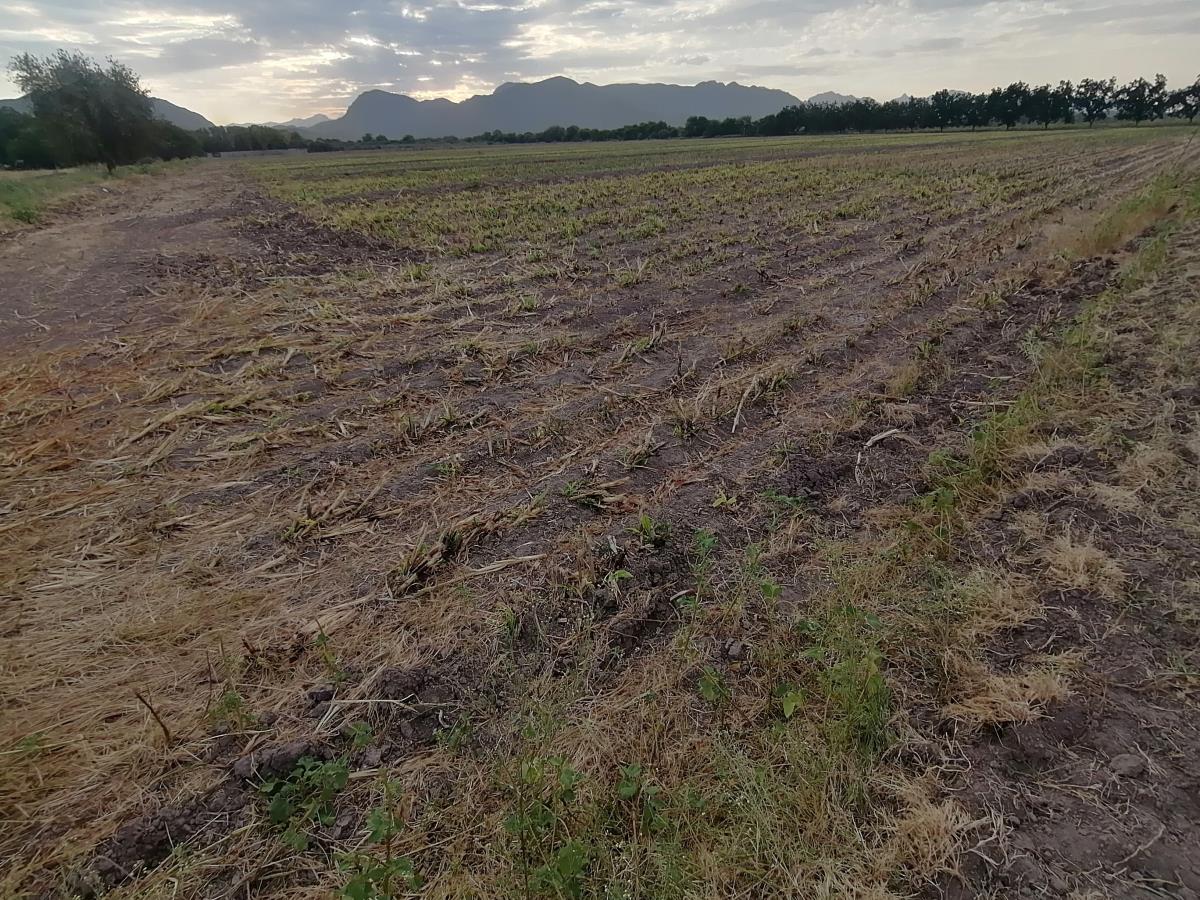 Terreno en Venta en Quintas San Isidro, Lerdo, Durango