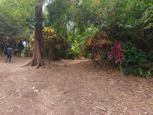 Terreno en venta en Sontecomapan, Catemaco — foto 3 de 16