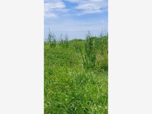 Terreno en venta en Anton Lizardo, Alvarado — foto 2 de 5