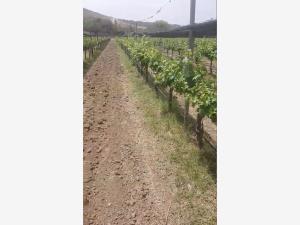 Terreno en venta en El Lobo, El Marqués — foto 2 de 7
