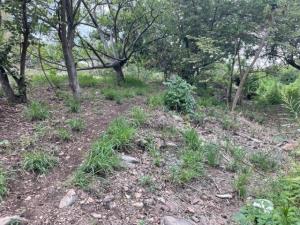 Terreno en venta en La Cañada, Ocuilán — foto 2 de 7
