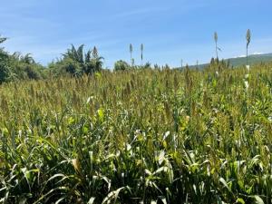 Terreno en venta en La Cañada, Ocuilán — foto 3 de 5