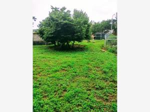 Terreno en venta en Amatlán de Quetzalcóatl, Tepoztlán — foto 2 de 2
