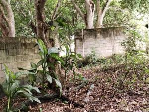 Terreno en venta en El Zapote, Alvarado — foto 2 de 6