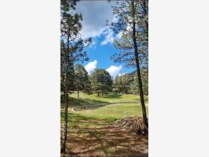 Terreno en venta en San Antonio de las Alazanas, Arteaga — foto 3 de 11