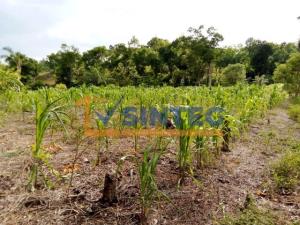 Terreno en venta en Pital Mozutla, Papantla — foto 2 de 8