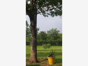 Terreno en venta en Los Fresnos, Montemorelos — foto 3 de 8