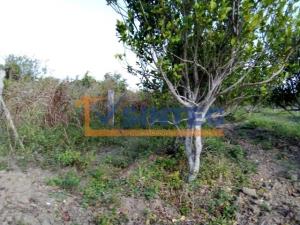 Terreno en venta en Frijolillo, Tuxpan — foto 3 de 8
