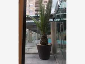Departamento en venta en Jardines del Pedregal, Álvaro Obregón — foto 3 de 30