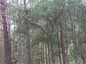 Terreno en venta en Centro, Pinal de Amoles — foto 3 de 37