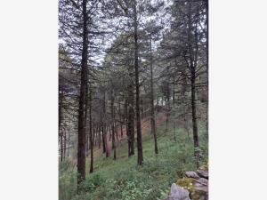Terreno en venta en Curva Colorada, Pinal de Amoles — foto 3 de 6