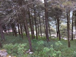 Terreno en venta en Curva Colorada, Pinal de Amoles, Querétaro