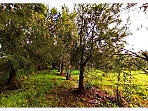 Terreno en venta en Tapalpa, Tapalpa — foto 3 de 35