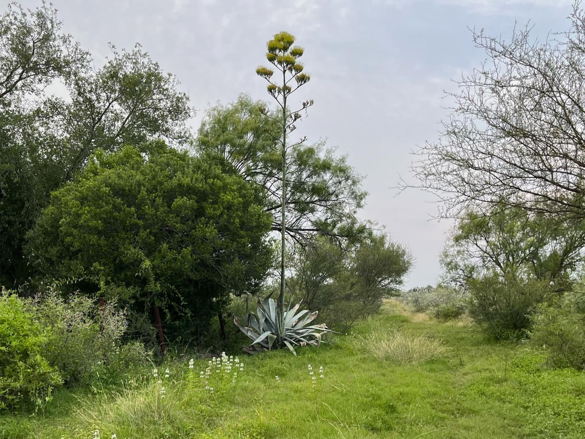 Terreno en venta en La Miseria, Nava — foto 1 de 7