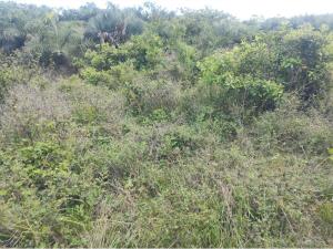 Terreno en venta en Anton Lizardo, Alvarado — foto 2 de 17