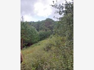 Terreno en venta en Piedra Grande, Pinal de Amoles — foto 3 de 17