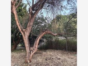 Terreno en venta en Las Granjas, Cuernavaca — foto 3 de 19