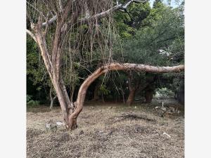 Terreno en venta en Las Granjas, Cuernavaca — foto 3 de 19