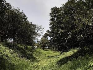 Terreno en venta en Tzitzio, Tzitzio — foto 3 de 9