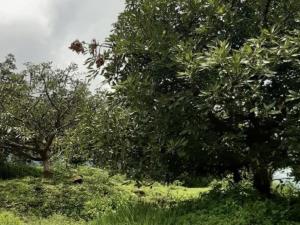 Terreno en venta en Tzitzio, Tzitzio — foto 2 de 9
