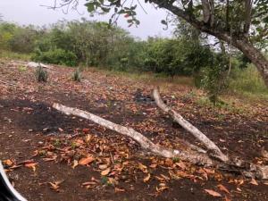 Finca-Rancho en venta en Cenote Yalsihón Buena Fe, Panabá — foto 3 de 9