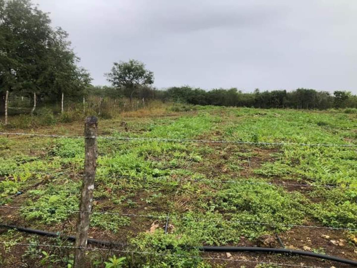 Finca-Rancho en venta en Cenote Yalsihón Buena Fe, Panabá — foto 1 de 9