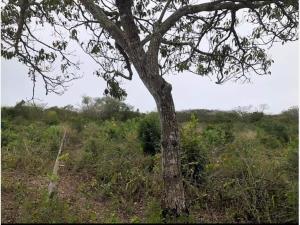 Finca-Rancho en venta en Cenote Yalsihón Buena Fe, Panabá — foto 2 de 9