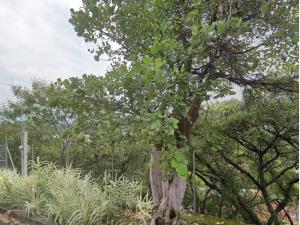 Terreno en venta en Rancho Tetela, Cuernavaca — foto 2 de 5