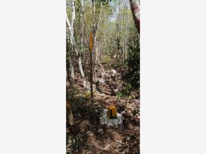 Terreno en venta en Tulum Centro, Tulum — foto 3 de 10