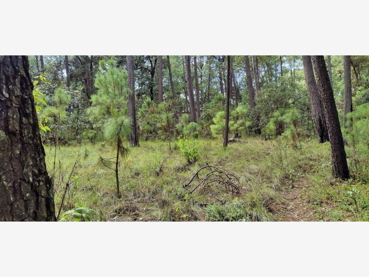 Terreno en venta en Avandaro, Valle de Bravo — foto 1 de 10
