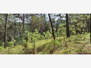 Terreno en venta en Avandaro, Valle de Bravo — foto 2 de 10