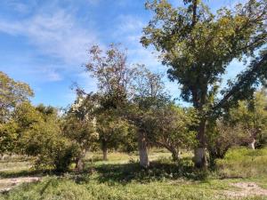 Terreno en venta en Parras, Parras — foto 3 de 6