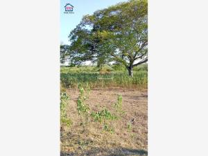 Terreno en venta en San Vicente Tancuayalab Centro, San Vicente Tancuayalab — foto 3 de 4